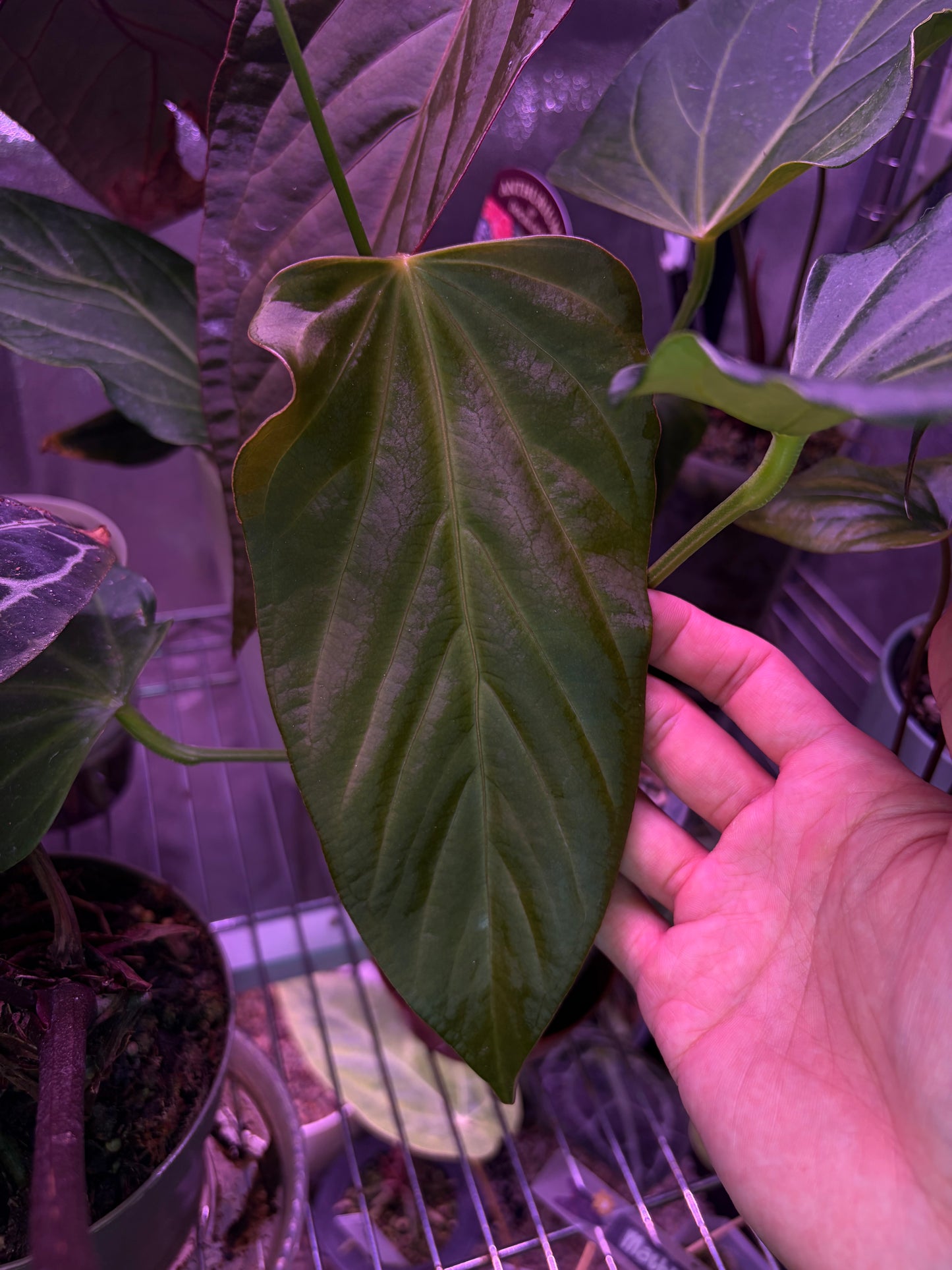 Anthurium Rioclaroense wild hybrid clone (JV)