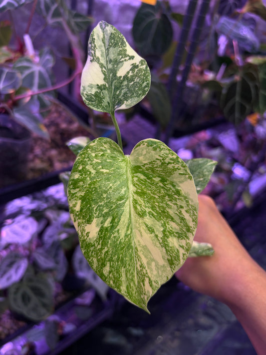 Monstera Thai Constellation (high variegated)