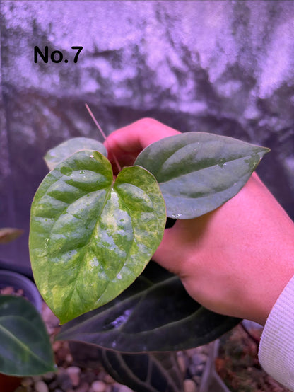 Anthurium papillilaminum var. × luxurians