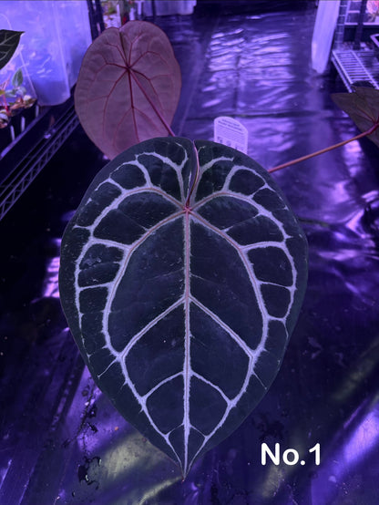 DocBlock Michelle - mother plant