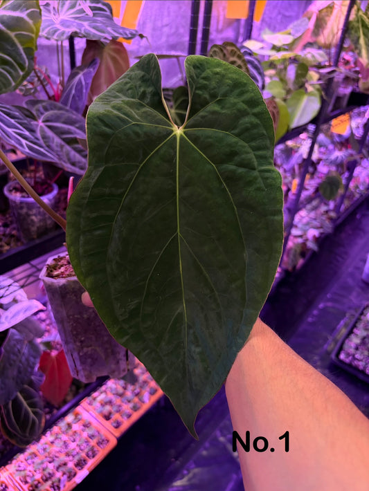 Anthurium Eastern Dressleri × (Papillilaminum FS × RL)