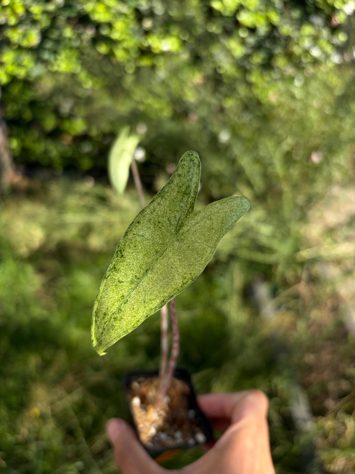 Alocasia Zebrina mojito