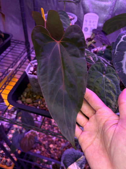 Anthurium Antolakii/BVEP (Round × Felix) × Papi (RL × FS)