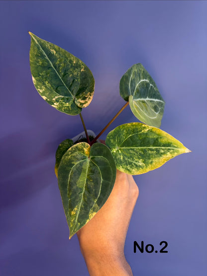Anthurium forgetii ‘Australia’ var. × (‘Zara × Michelle’)