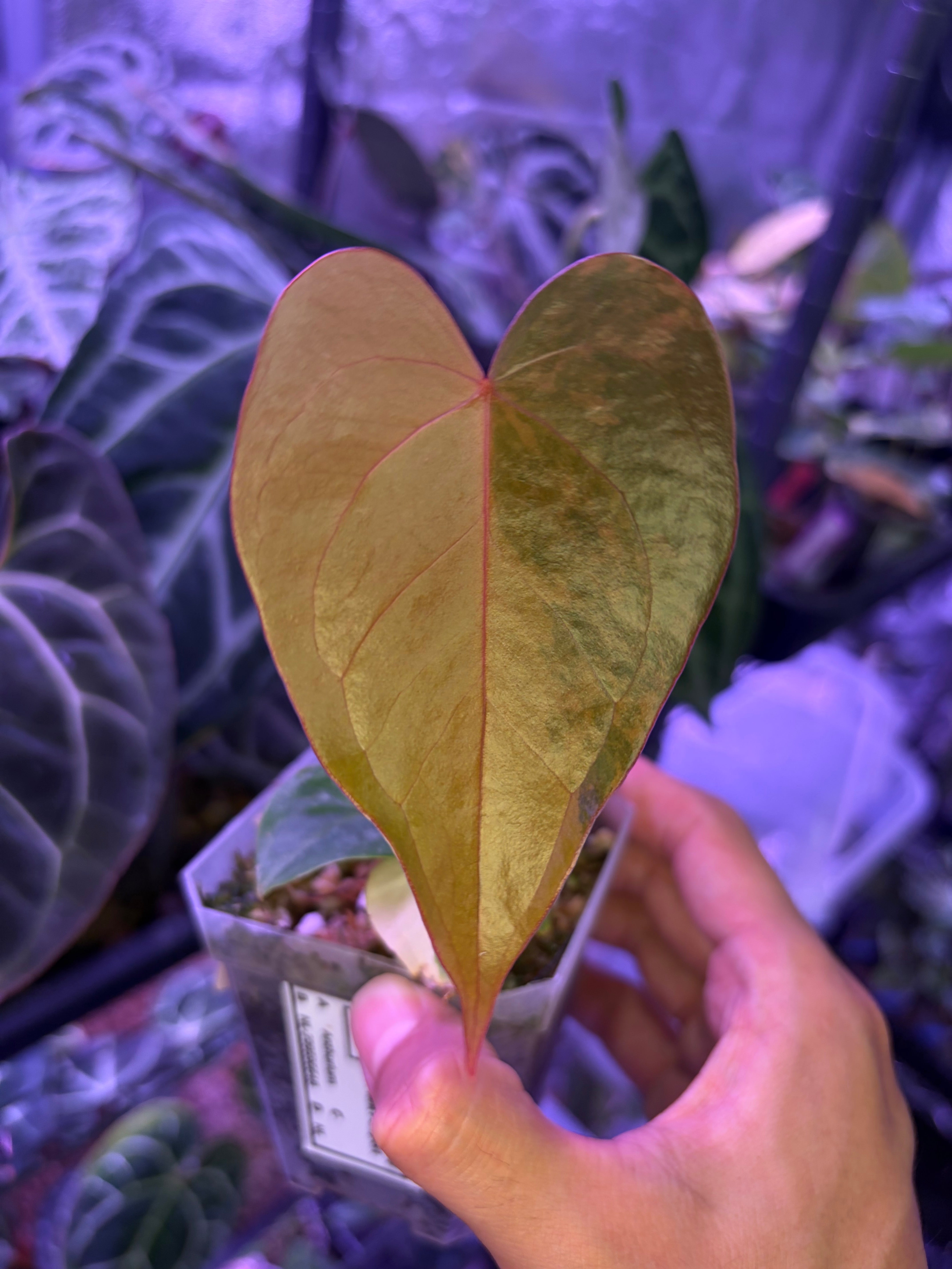 Anthurium andreanum hybrid variegata – Secret Foliage
