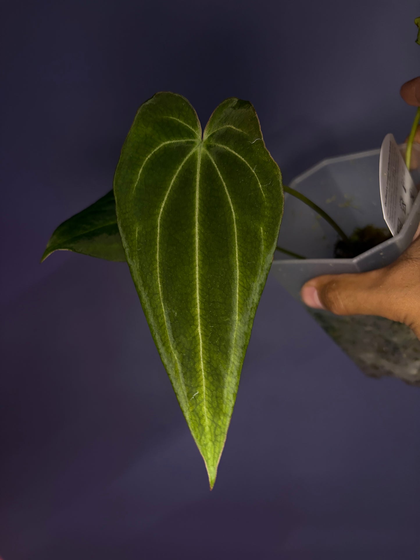 Docblock Anthurium ‘black widow’ ‘13’ × ‘43’