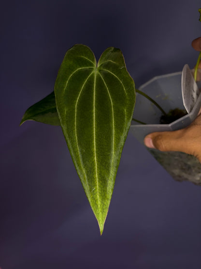 Docblock Anthurium ‘black widow’ ‘13’ × ‘43’