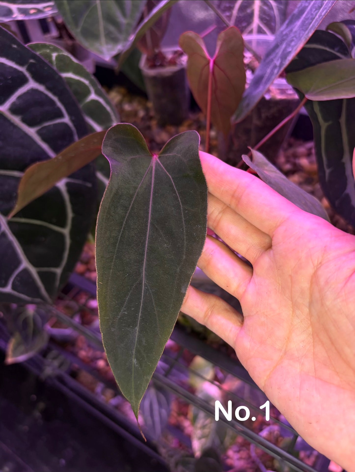 Anthurium ‘Nagini’ - clone