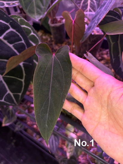 Anthurium ‘Nagini’ - clone