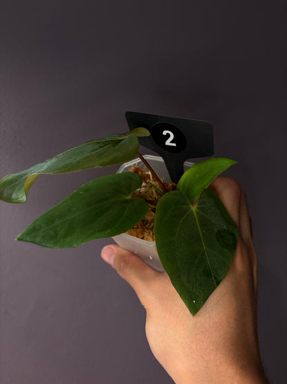 Anthurium ‘Midnight Velvet’ × antolakii ‘Tezula’