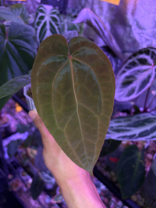 Anthurium BVIT × ‘Red Spider’