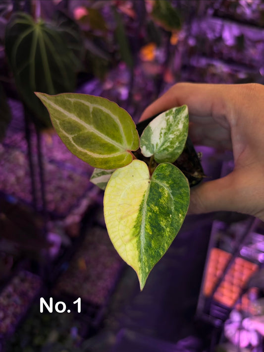 Anthurium (papillilaminum var. × crystal) × (‘Red Crystallinum’ [Tezula] × ‘Zara’)