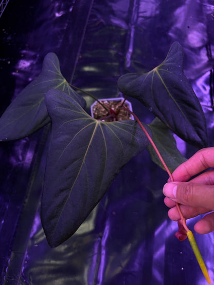 Anthurium ‘Black war’ (‘Black Sweet’ × Warocqueanum) - mother plant
