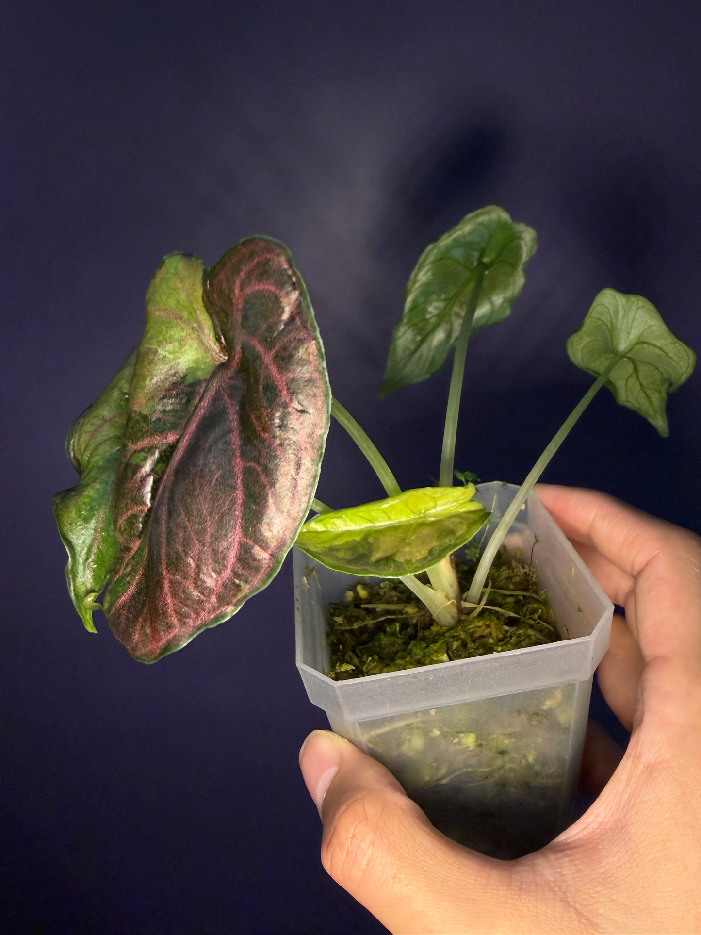 Alocasia Azlanii Aurea variegata