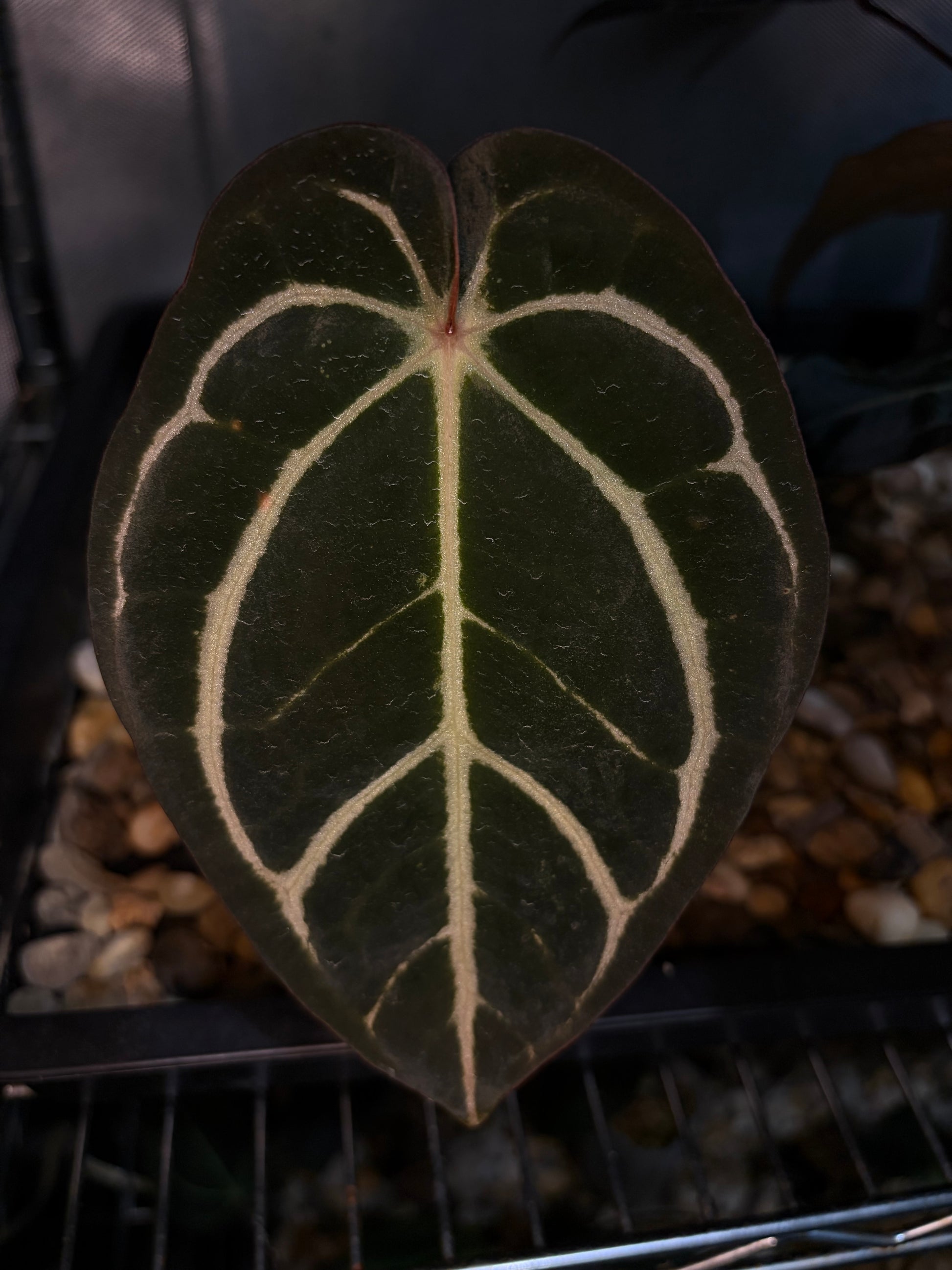 anthurium carlablackiae Anthurium Carlablackiae ‘NoX’