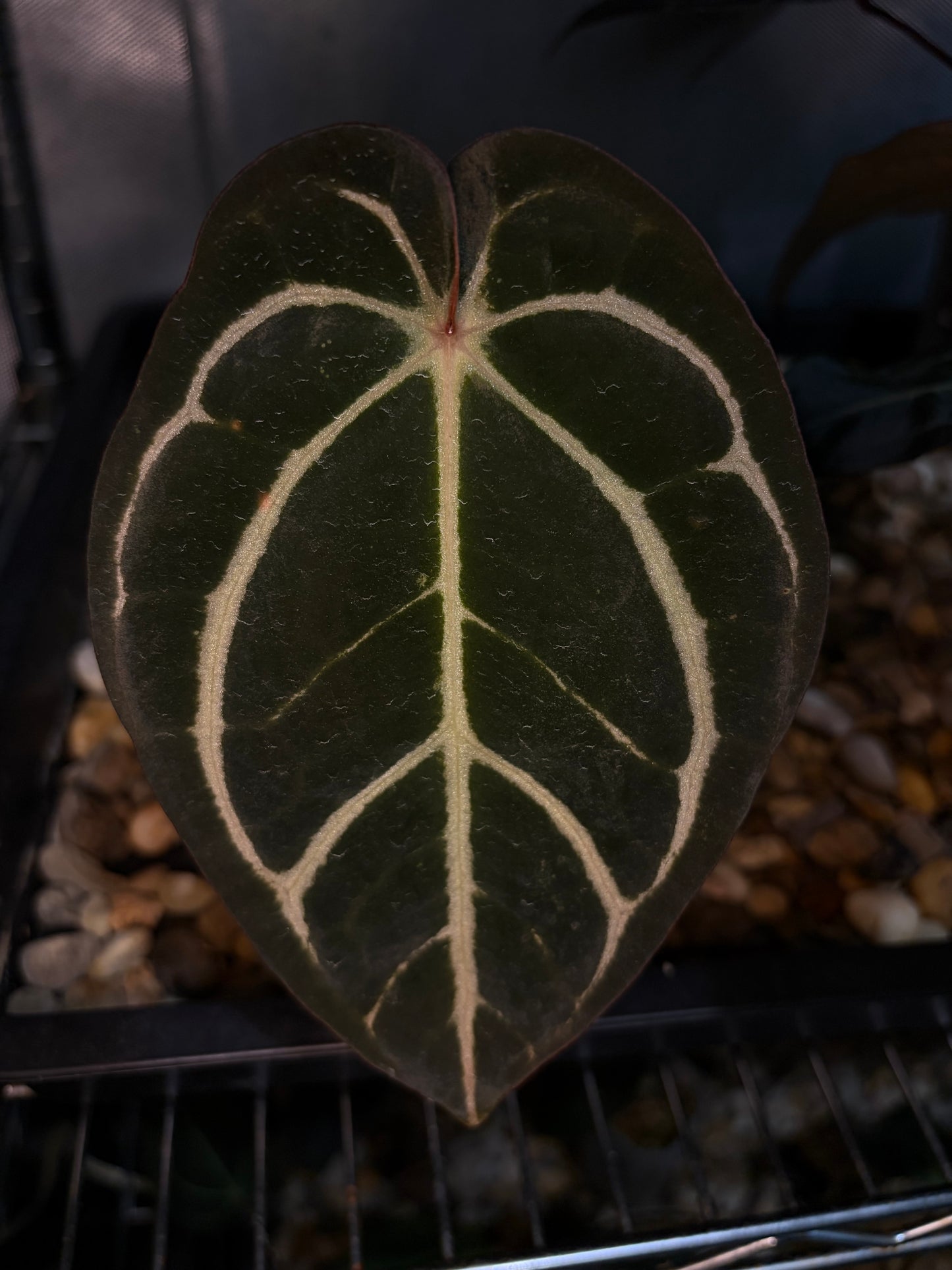 Anthurium Carlablackiae ‘NoX’