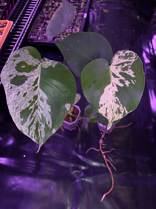 Monstera ‘Bulbasaur’ - less variegated