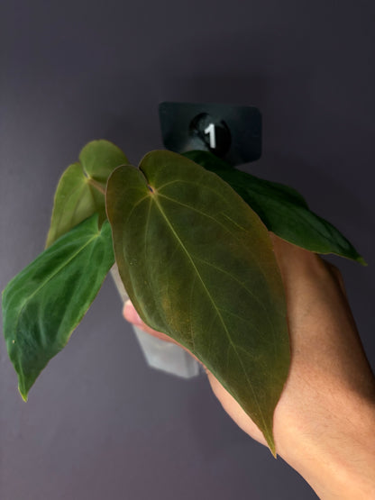 Anthurium antolakii/BVEP (‘Tezula’ × ‘Scott’)