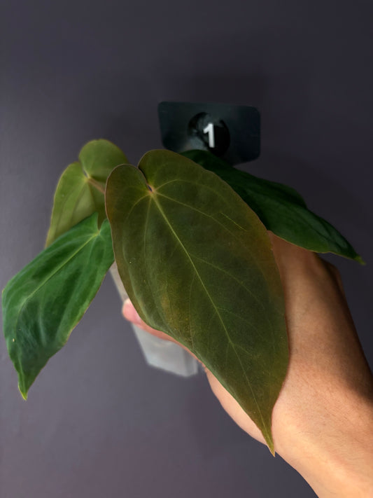 Anthurium antolakii/BVEP (‘Tezula’ × ‘Scott’)