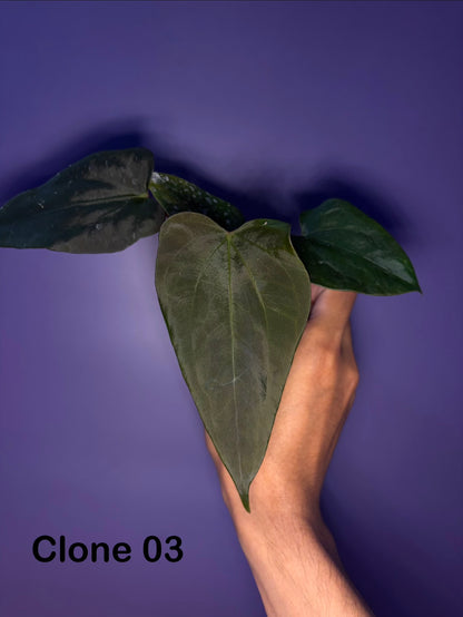 Anthurium Sp. Nov ‘DF’