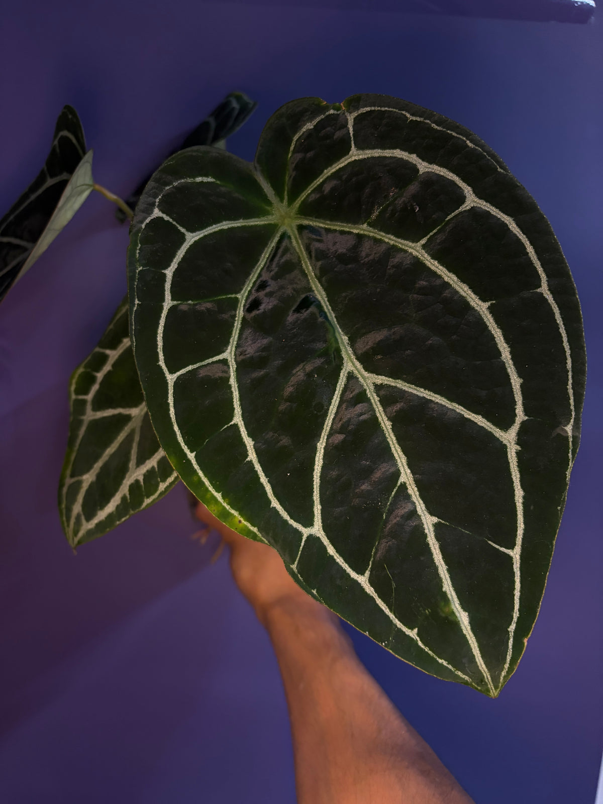 Anthurium crystallinum - selected