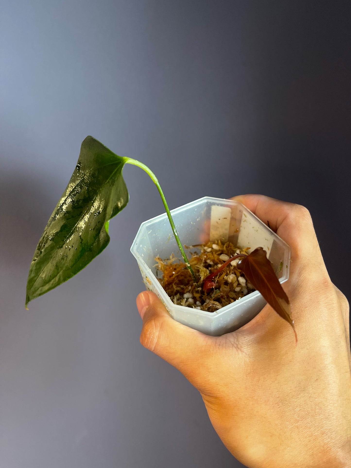 Anthurium ‘Black Sweet’ SF2