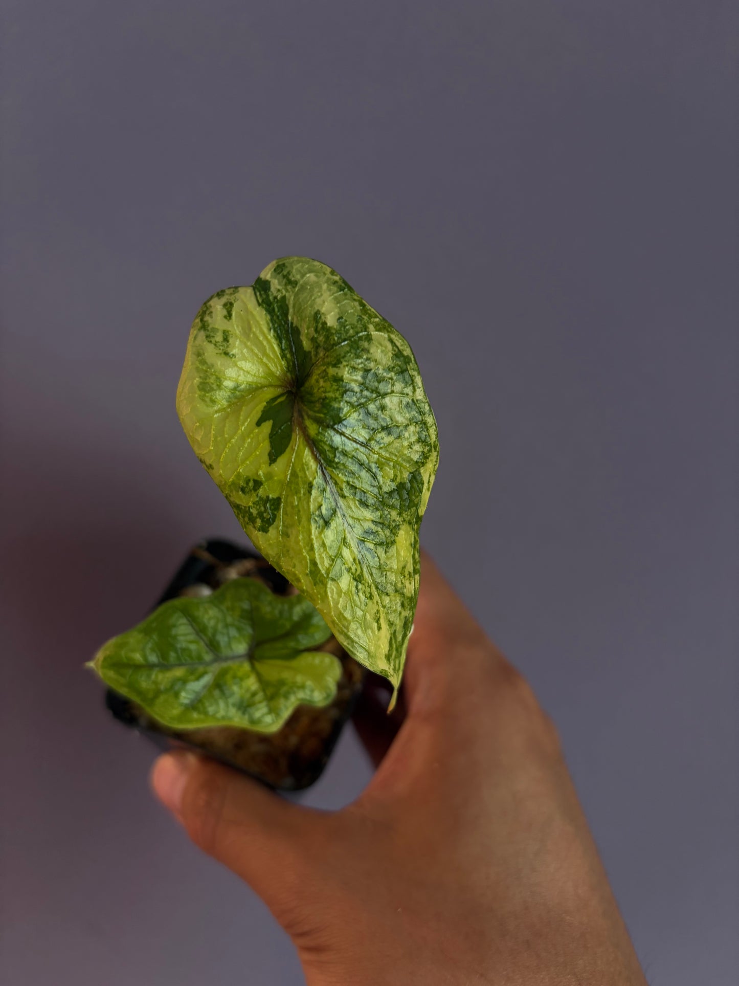 Alocasia Jacklyn variegata