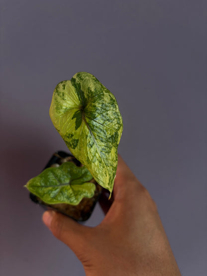 Alocasia Jacklyn variegata