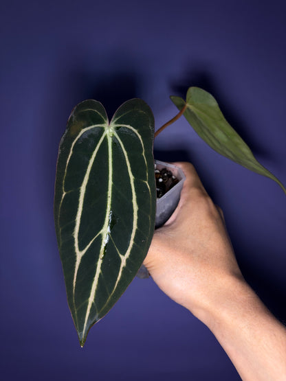 Anthurium carlablackiae (selected)