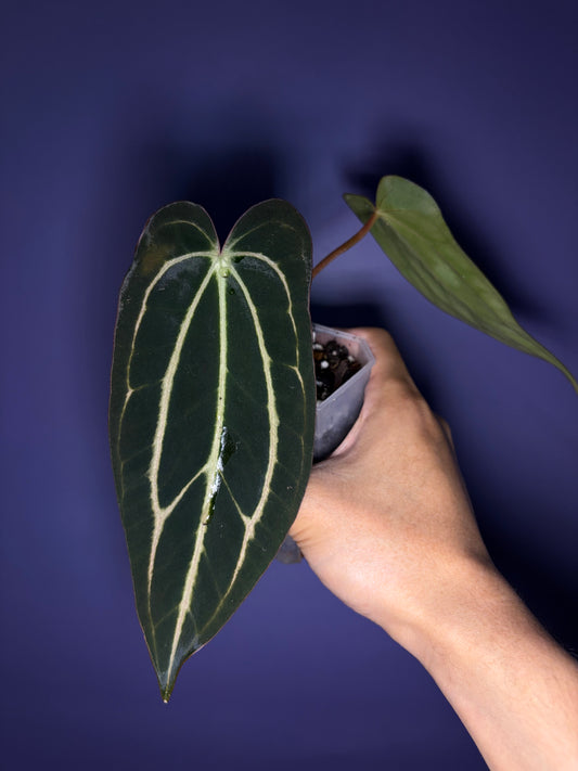 Anthurium carlablackiae (selected)