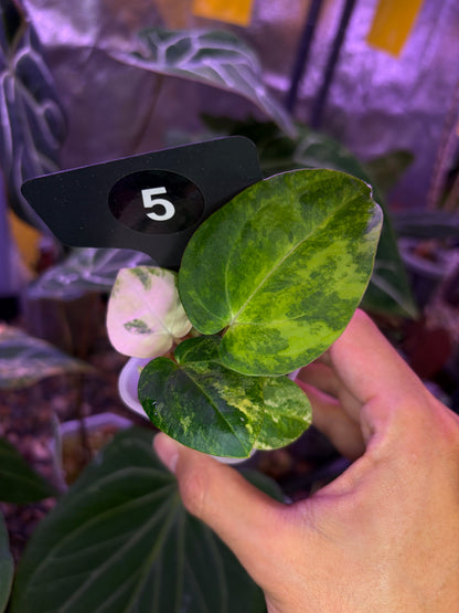 Anthurium papillilaminum var. × carlablackiae