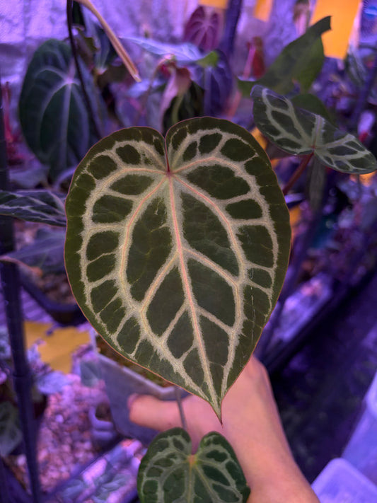 DocBlock Crystallinum® '8' x Red Crystal® '12