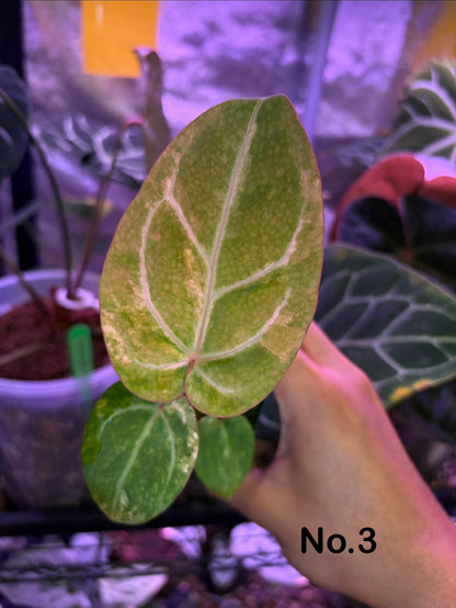 Anthurium papillilaminum var. × (‘Red Crystallinum’ [Tezula] × ‘Zara’)