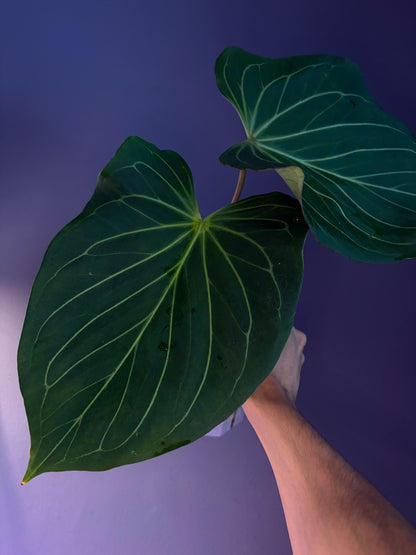 Anthurium King of Spades (HU) 'butterfly’ #2 - mother plant