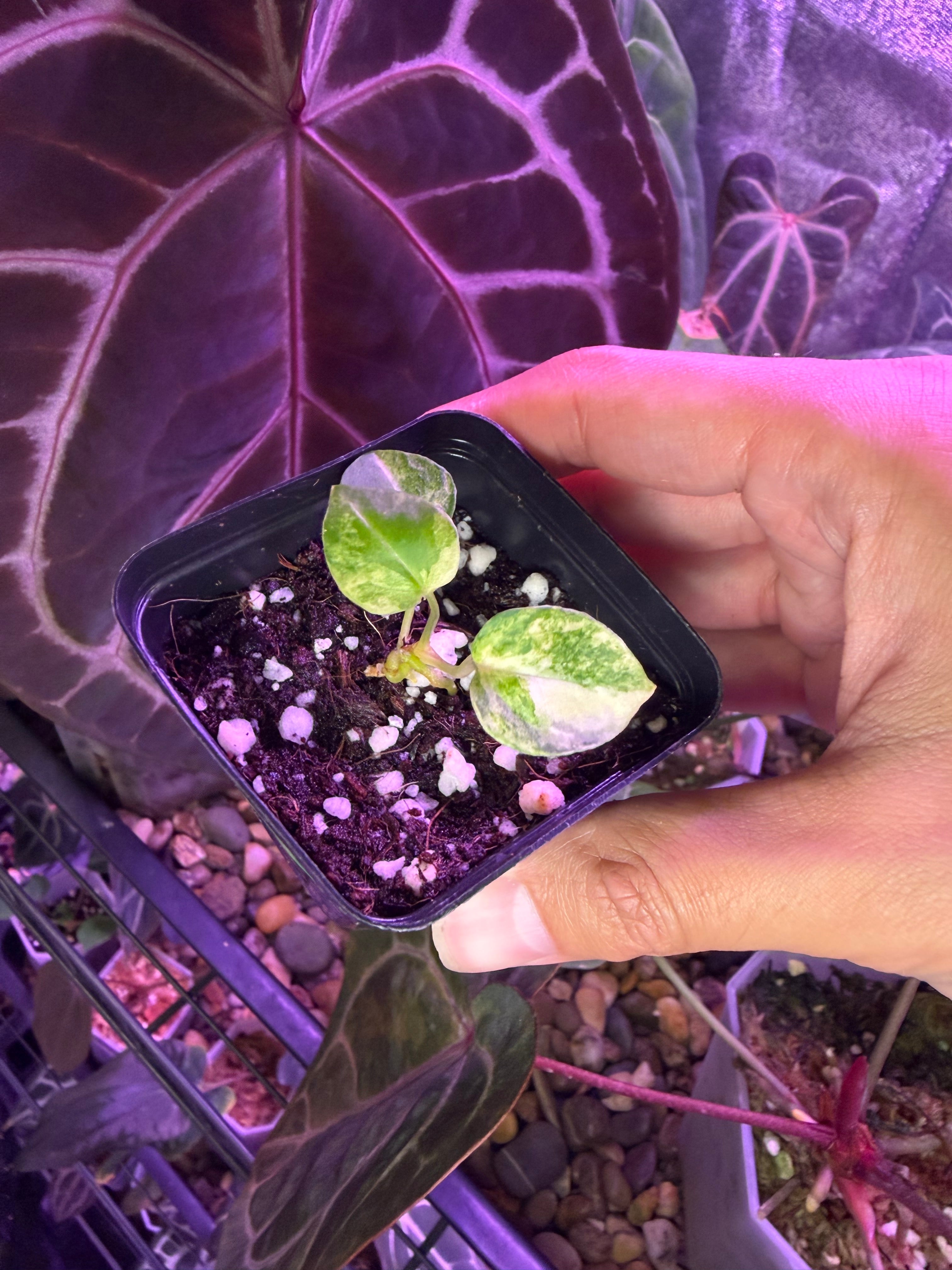 アンスリウム　RC Tezula X Zara Anthurium (papillilaminum var. × crystal) × ('Red Crystallinum