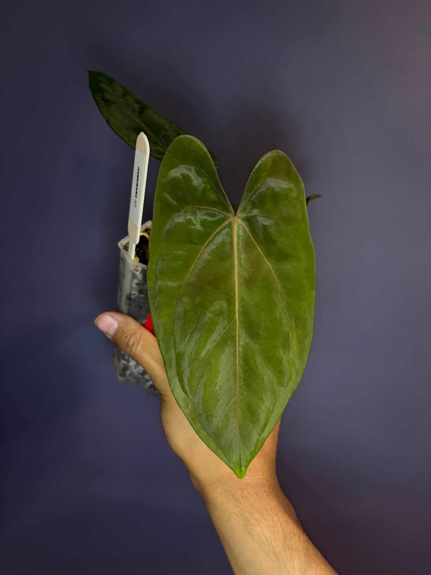 Anthurium Panamama 3.0 - clone