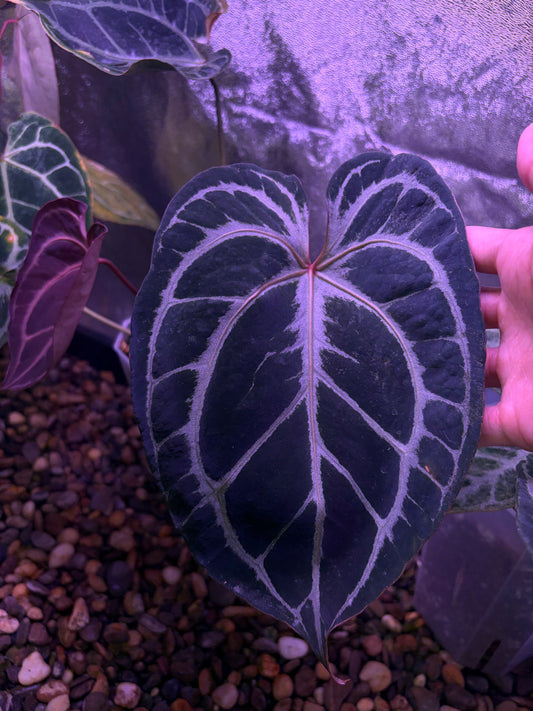 Anthurium ‘Black Crystallinum’ × ‘Red Crystallinum’ (Tezula)