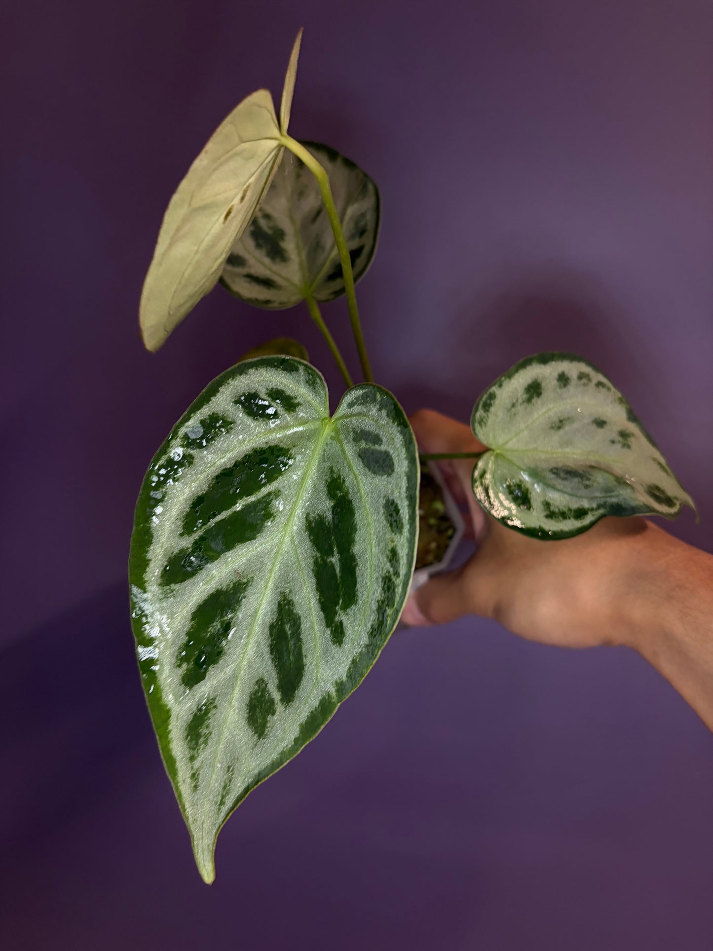 Anthurium Silver blush (full silver selected #1)