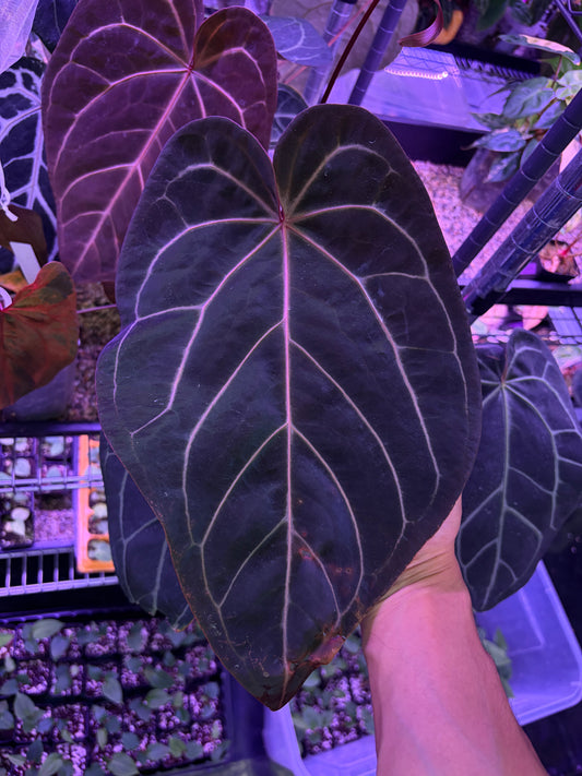 Docblock 'Zara' 29 × ('Michelle' × 'Zara') 28) - mother plant