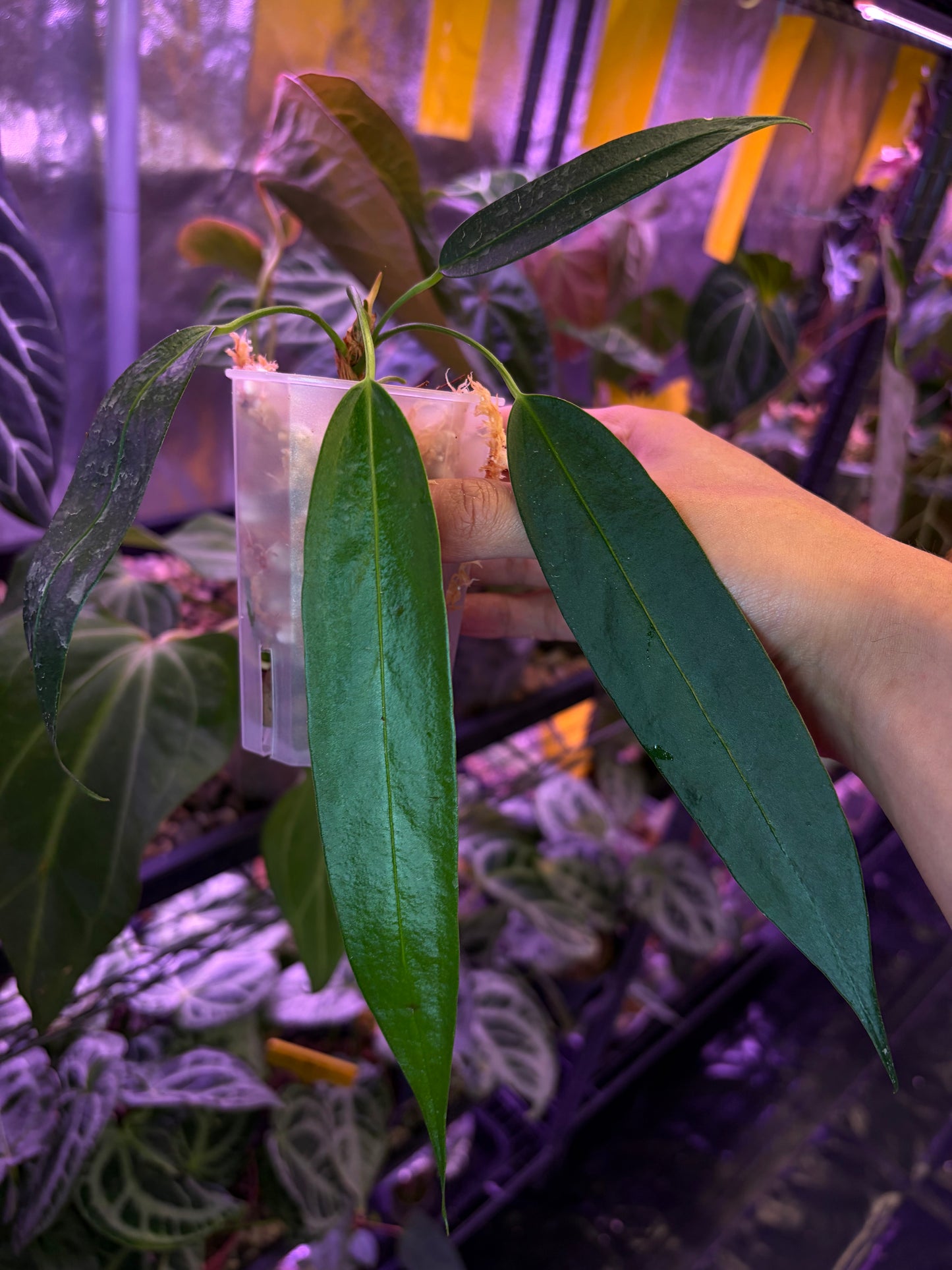 Anthurium Wendlingeri
