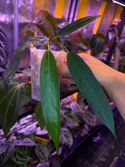 Anthurium Wendlingeri