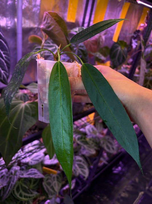Anthurium Wendlingeri