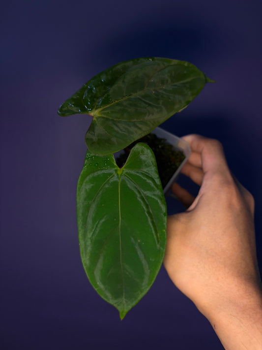 Anthurium Papillilaminum ‘Marie’ × ‘Incurved lobes’