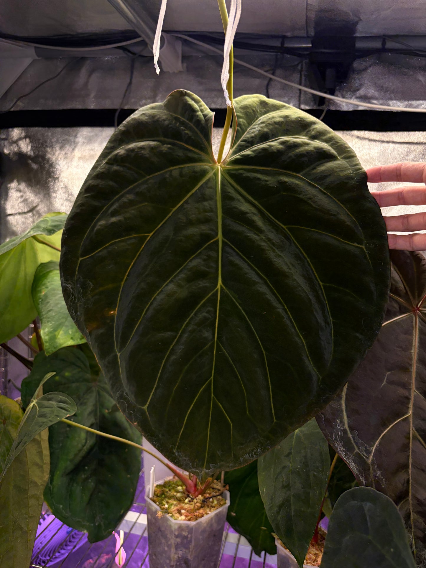 Anthurium carlablackiae C1 × BVEP