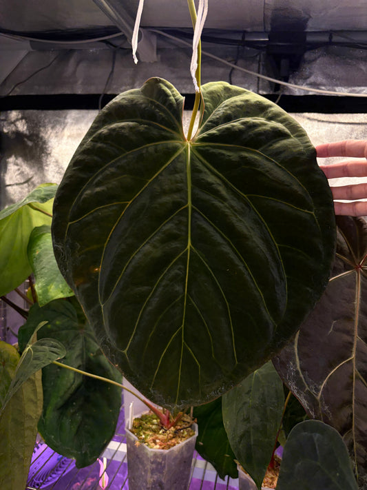 Anthurium carlablackiae C1 × BVEP