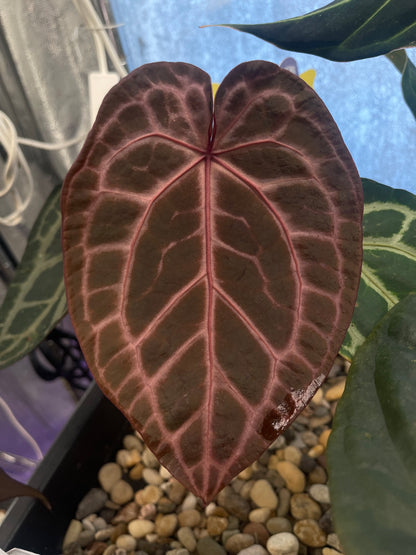 Docblock Zara ‘33’ x Home, sweet home ‘32’ (selected #1)