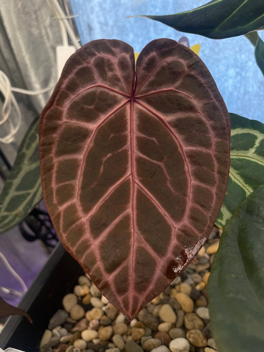 Docblock Zara ‘33’ x Home, sweet home ‘32’ (selected #1)