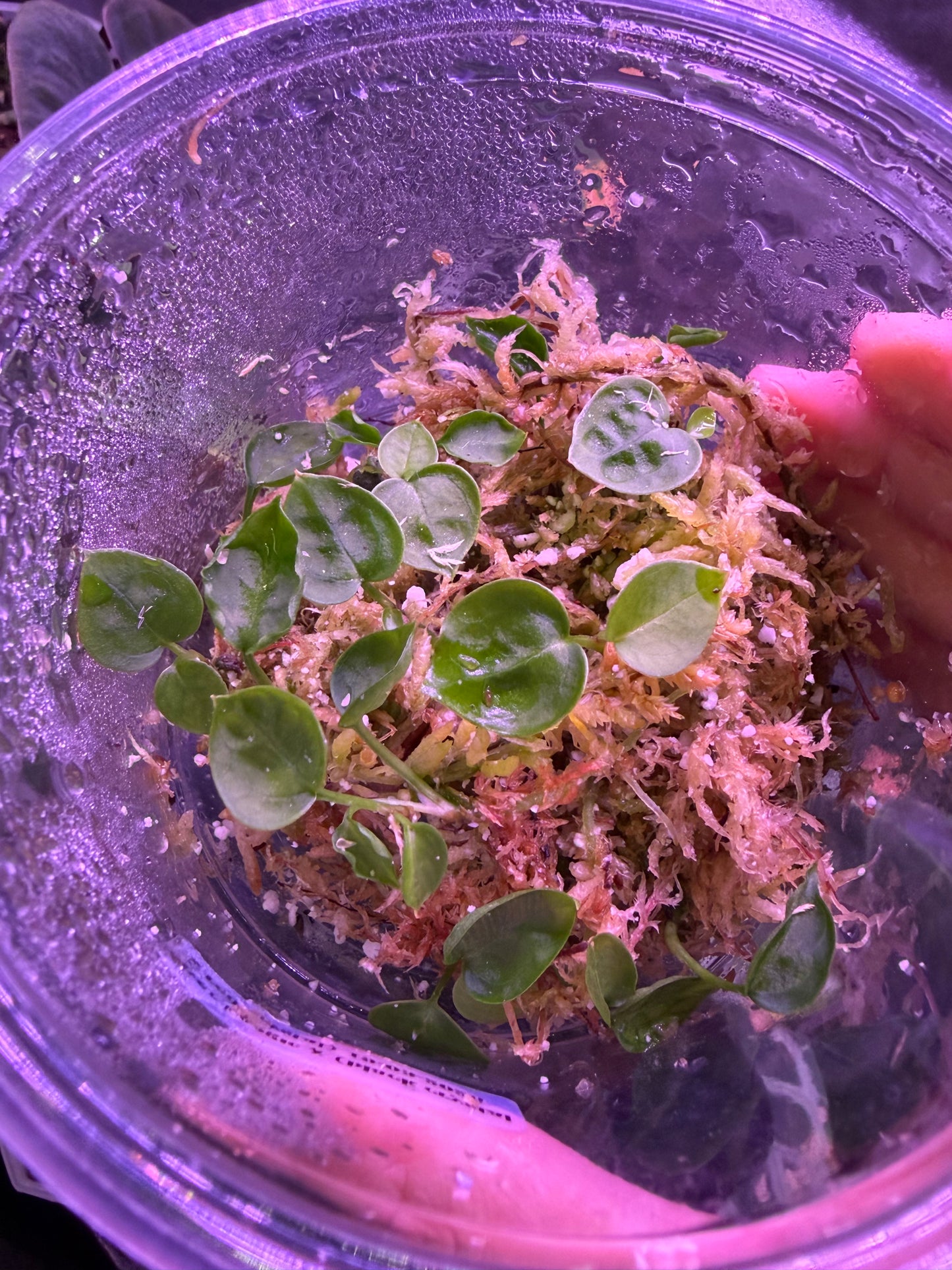 Seedling: ‘Silver boogie’ × Crystallinum (‘black’ × ‘red’) #5