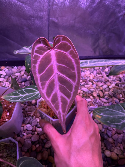 Anthurium ‘Dreamweaver’ × ‘FTG’ Crystallinum