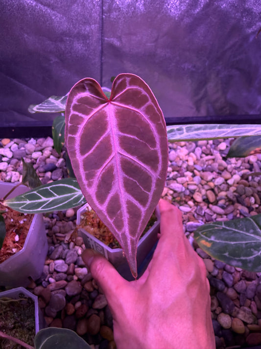 Anthurium ‘Dreamweaver’ × ‘FTG’ Crystallinum